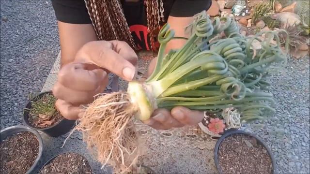 SUCULENTA ALBUCA SPIRALIS, SUPER DICAS смотреть онлайн