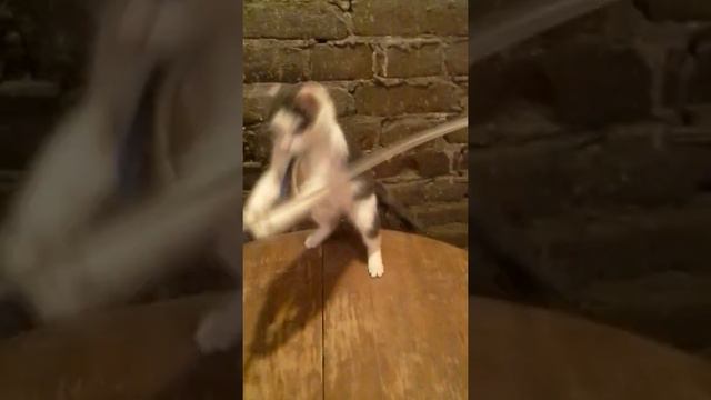 Котенка Коломбина, 3 мес, играется как бурундучок. Она Ищет дом, Спб смотреть онлайн