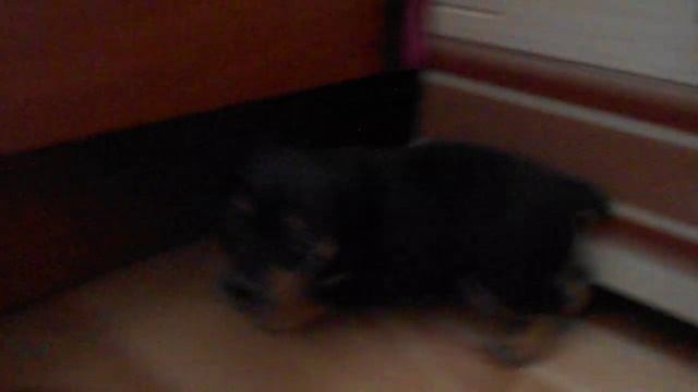 Щенки карликового пинчера или цвергпинчера смотреть онлайн