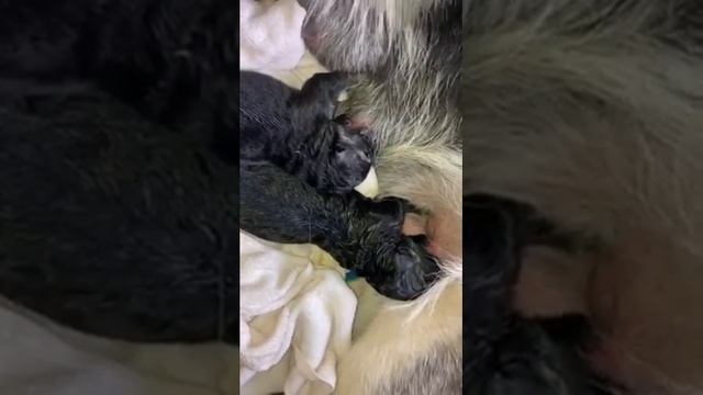 Первое кормление щенков овчарки . First feeding of Shepherd puppies . смотреть онлайн