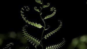 Мощная Всеисцеляющая Матрица Гаряева Мощное Исцеление Всего