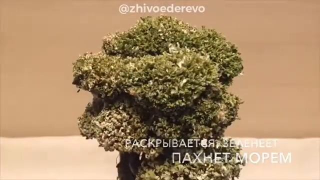 Что такое дерево из цетрарии? смотреть онлайн