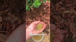 Подкормки гортензий ОСМОКОТ (OSMOCOTE),НИДЕРЛАНДЫ- пролонгированное, Basacote(Compo Expert) Германи