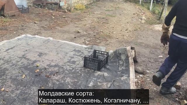 Барабан для очистки зелёной кожуры ореха смотреть онлайн