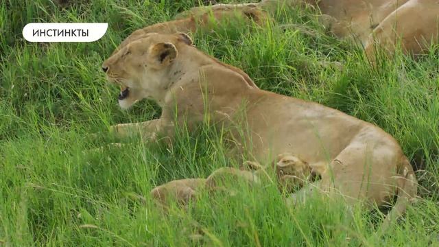 Условный рефлекс. Наследственные и ненаследственные программы поведения у человека. смотреть онлайн