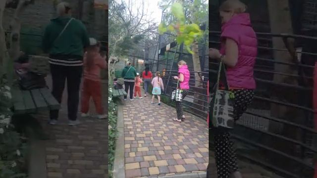 Шимпанзе и бутылка (Зоопарк "Сказка", г. Ялта) смотреть онлайн