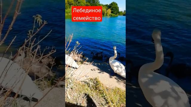 Лебеди на пруду смотреть онлайн