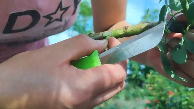 Прививка троянд на штампі ! Підсилу кожному ! смотреть онлайн