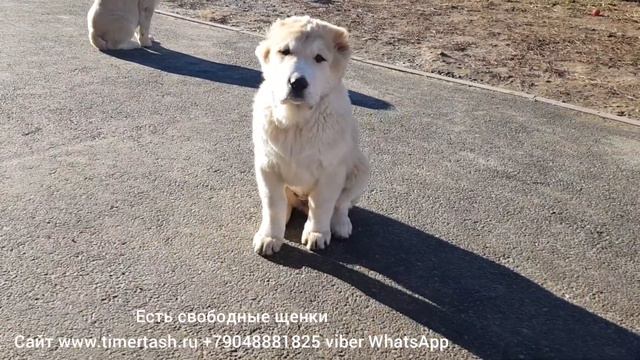 щенки питомника Тимерташ есть свободные щенки сайт www.timertash.ru +79048881825 viber WhatsApp смотреть онлайн