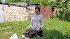 Черенкование Туи Летом/ Простой способ размножения/ 2 варианта выращивания черенков