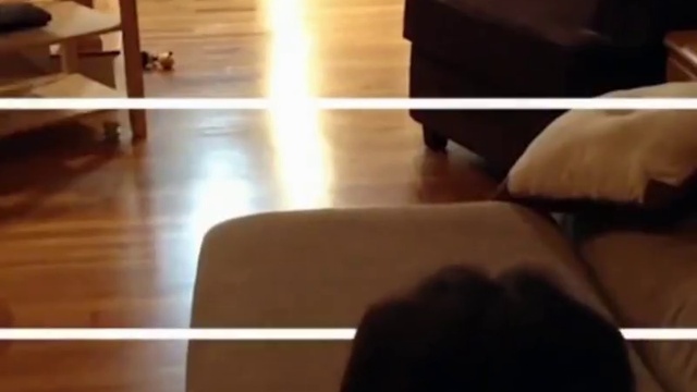 приколы с животными