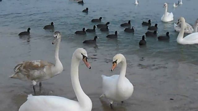 Лебеди в предновогодней Феодосии смотреть онлайн