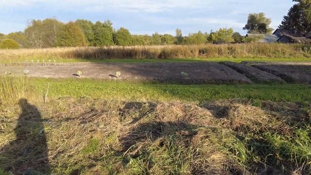 Уборка урожая в деревне.Опять медведь?Солю последние лисички. смотреть онлайн