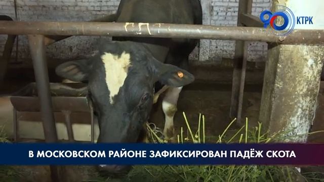 Падёж крупного рогатого скота