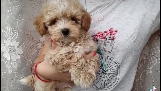 мальтипу Ф1 мальчик к продаже смотреть онлайн