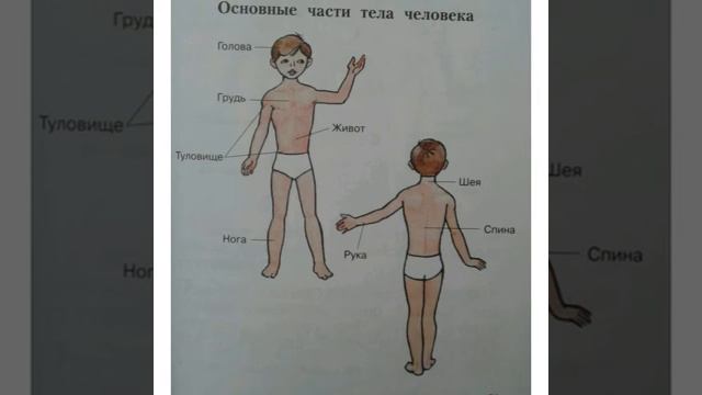 Теоретическая часть по физической культуре 4 класс смотреть онлайн