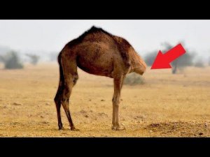 Никто не Верил, Но Эти Животные Выжили Вопреки Всему