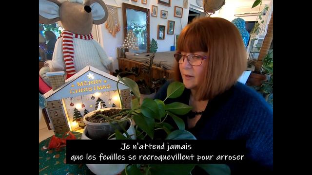 🌿 Une plante à variégation mais sans variégation _ Elle est trop belle😉VLOGMAS PLANTE #5 🎄 смотреть онлайн
