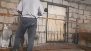 Станок для свиней на 20 голов! Покраска. Откорм свиней. Свиноводство.