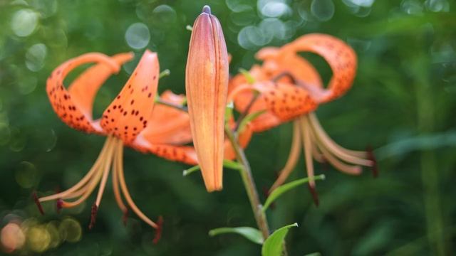 Minolta AF 35-70 f4 80’s vintage KIT LENS, LOVE IT! смотреть онлайн