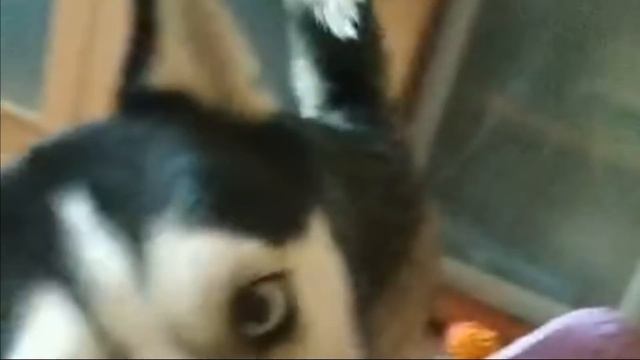 Собака хаски по имени Барса смотреть онлайн
