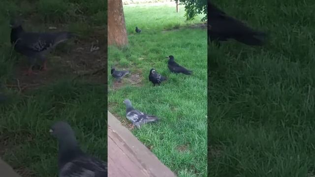 Галки, вороны, голуби..... смотреть онлайн