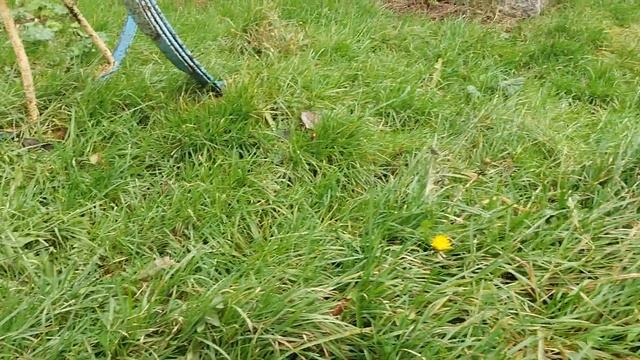 Калининградский виноград. ПОГОДА. смотреть онлайн