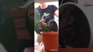 Спатифиллум опустил листья..? Почему и что делать.?