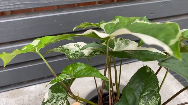 40cm Syngonium Albo Variegata | Rare House Plant | 40cm Height | 15cm Pot смотреть онлайн