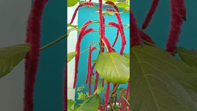 Bunga Acalypha (Bunga ekor kucing) смотреть онлайн