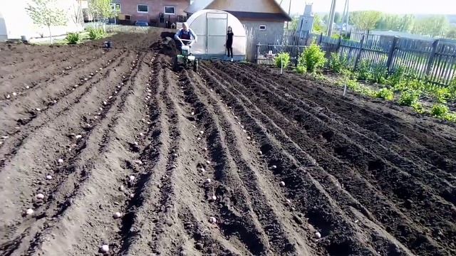 2 май 2023 год, черемуха цветёт. Сажаем картошку. смотреть онлайн