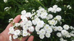 Тысячелистник птармика Белый Жемчуг или гипсофила махровая?