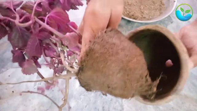 Coleus Plant Repotting | Coleus Plant Care смотреть онлайн