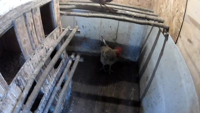 Уборка в курятнике , самое время подсадить молодок!!! смотреть онлайн