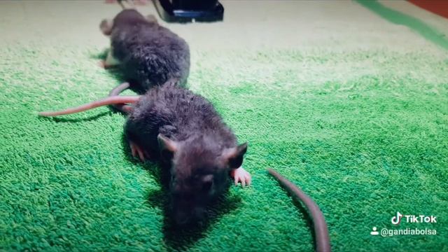 Малыши крысята дамбо-рекс. Д.р. 9.12.2020