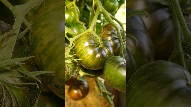 Сорт томата Кровавая Луна. Красота, урожайность и вкус в одном флаконе! смотреть онлайн