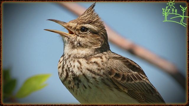Голоса птиц Как поёт Хохлатый жаворонок (Galerida cristata).mp4 смотреть онлайн