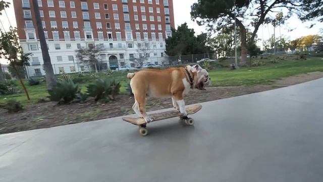 SKATEBOARDING BULLDOG [stair ride attempts by Tyson photographed by Jeff Linett] смотреть онлайн