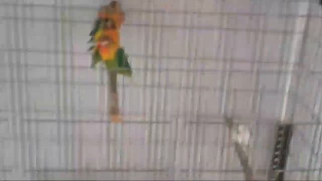 Pramod bhai ka setup visit video progress Golden Java Bengali long tel Jumbo and love breed cocktai смотреть онлайн