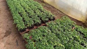 Полив томата монофосфат калием. 01.04.21 Обзор капусты.