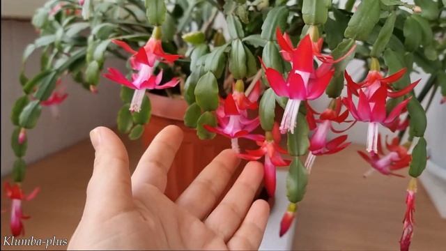 Как заставить Декабриста долго и пышно цвести зимой смотреть онлайн