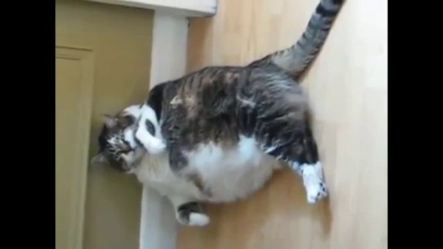 приколы с животными, соня кот смотреть онлайн