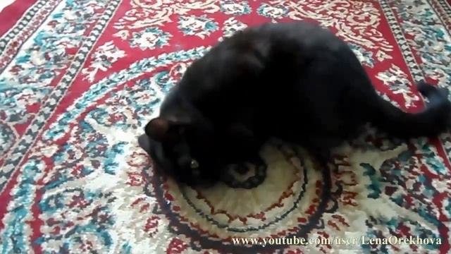 Cute cat chasing balls (Милый кот в погоне шары) смотреть онлайн