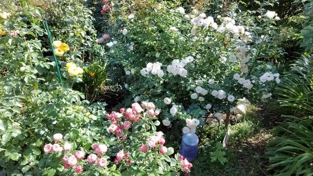 Розы. Цветение и полезные советы. смотреть онлайн