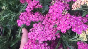 Самые неприхотливые цветы.  Тысячелистник