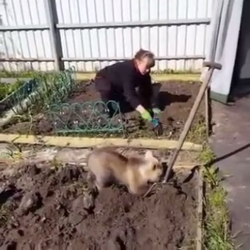 Медвежонок помогает сажать картошку смотреть онлайн