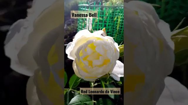 Red Leonardo da Vince и Vanessa Bell смотреть онлайн