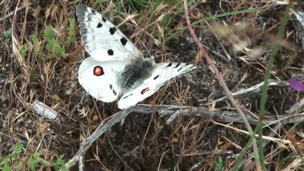 Parnassius apollo escalerae