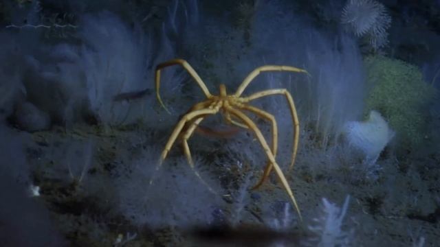 Криль | Як прогодувати всіх тварин Антарктики?