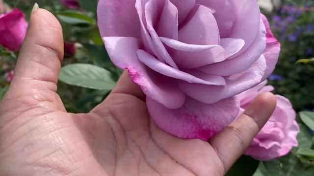 Moody Blue Hybrid Tea Rose - what the blooms look like ❤️ смотреть онлайн